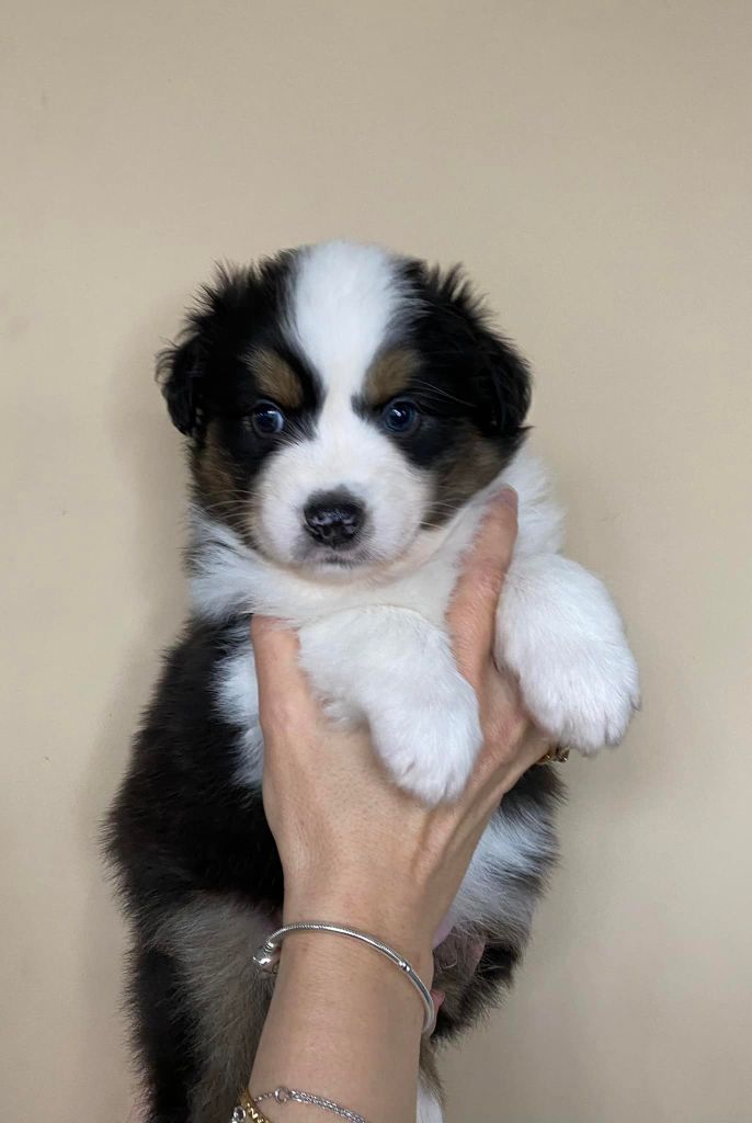 Du Cottage D'hestelle Bulls - Berger Australien - Portée née le 07/11/2021