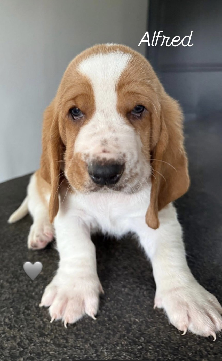 Du Cottage D'hestelle Bulls - Chiots disponibles - Basset Hound